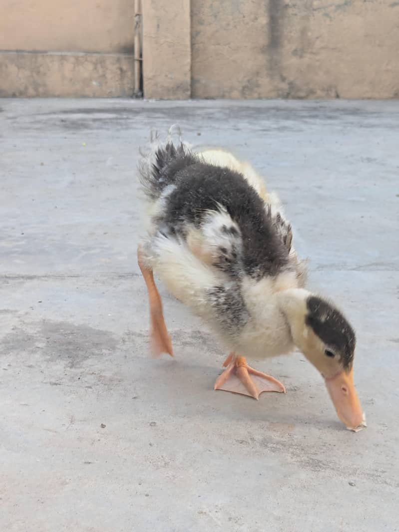 Ducks pair 9