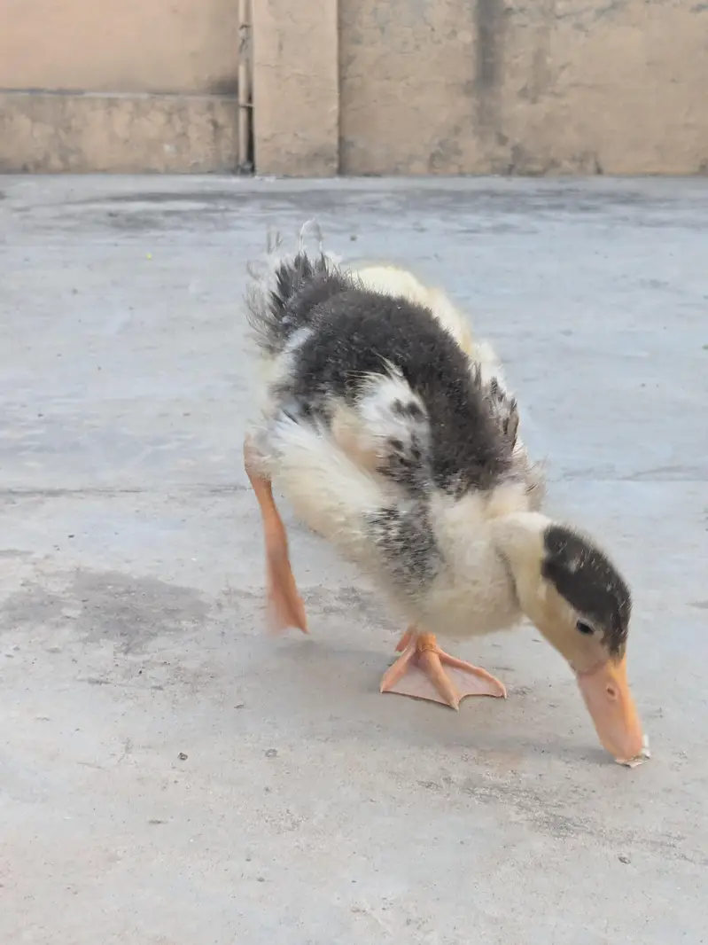 Ducks pair — photo 10