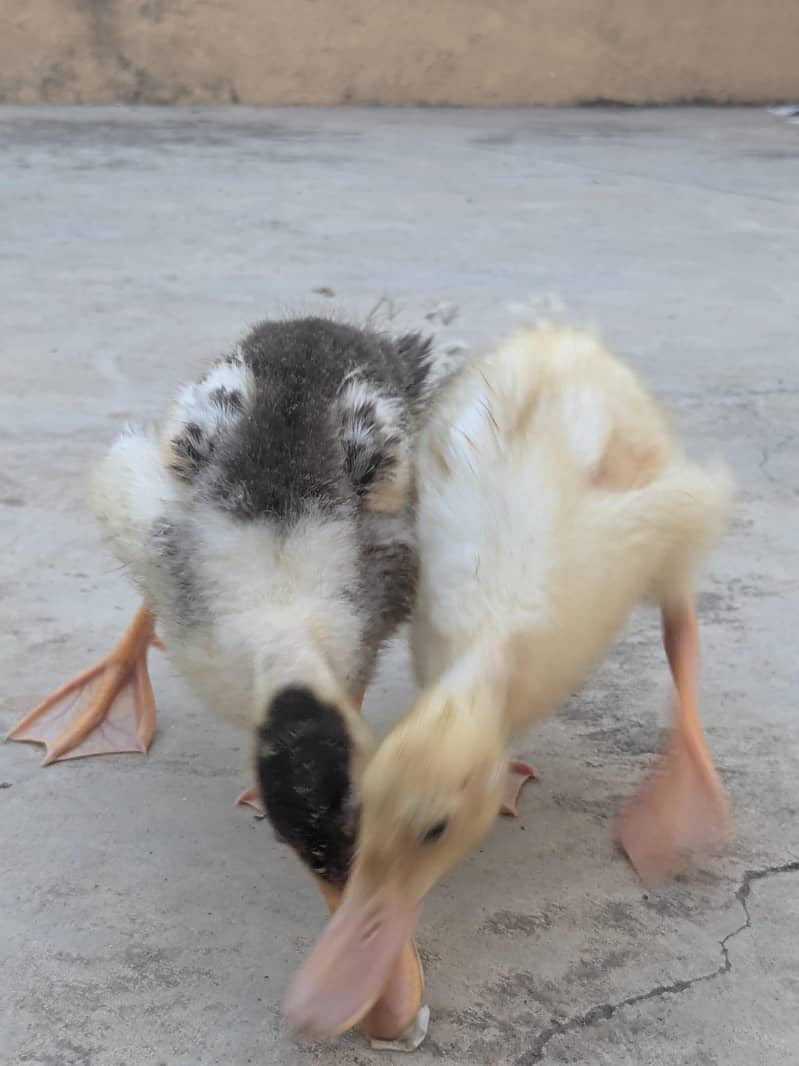 Ducks pair 10