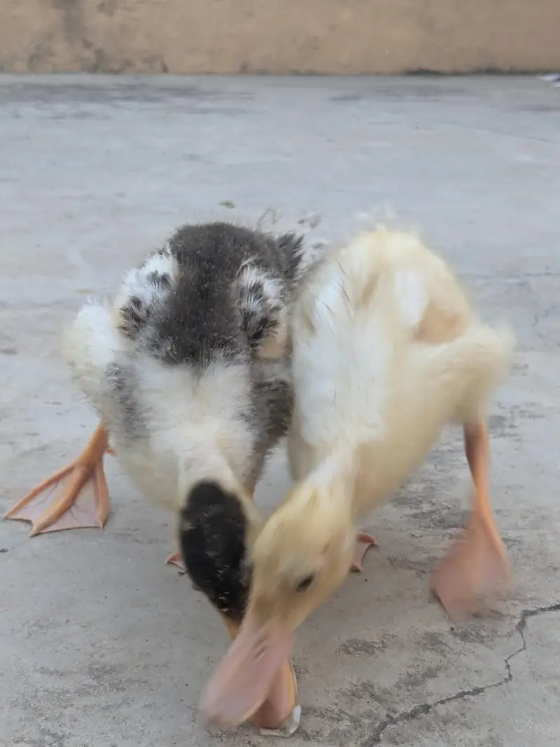 Ducks pair — photo 11