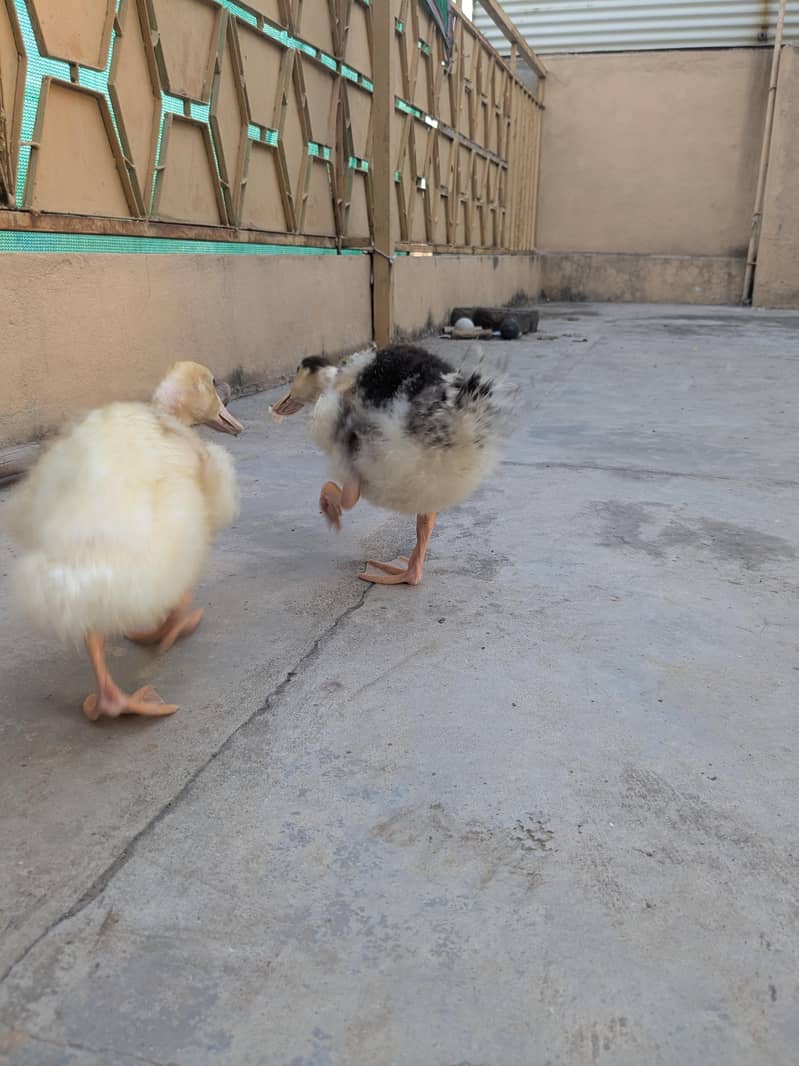 Ducks pair 11