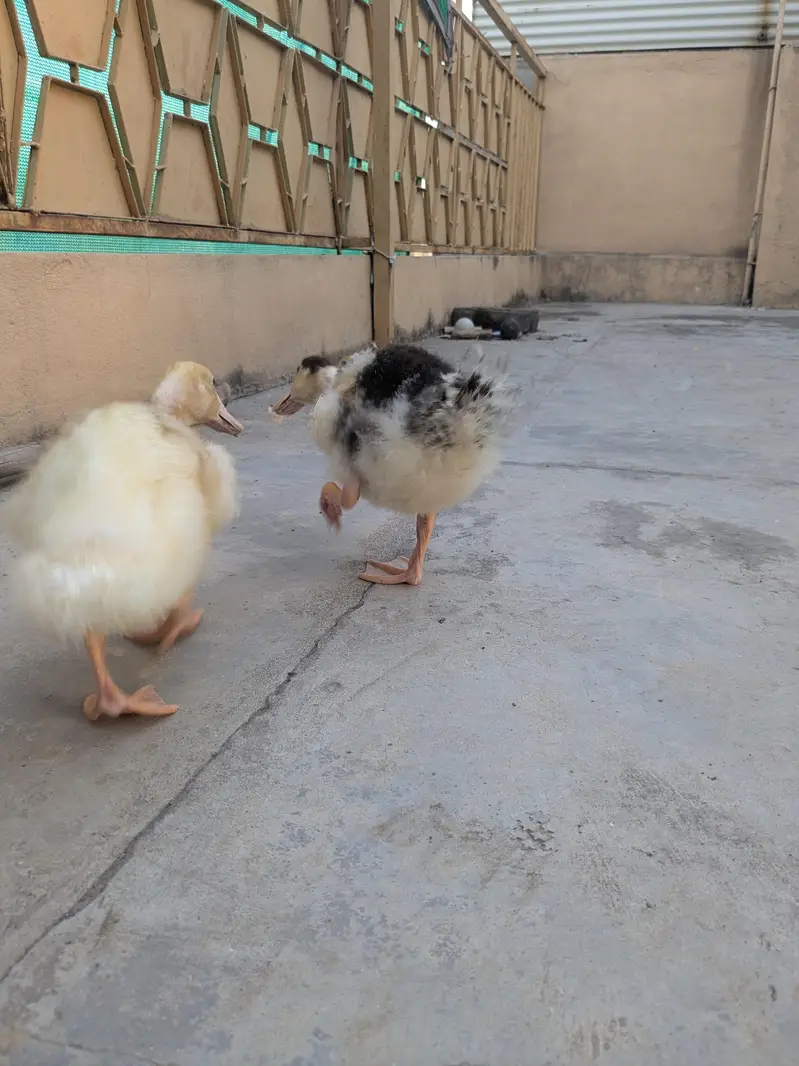 Ducks pair — photo 12