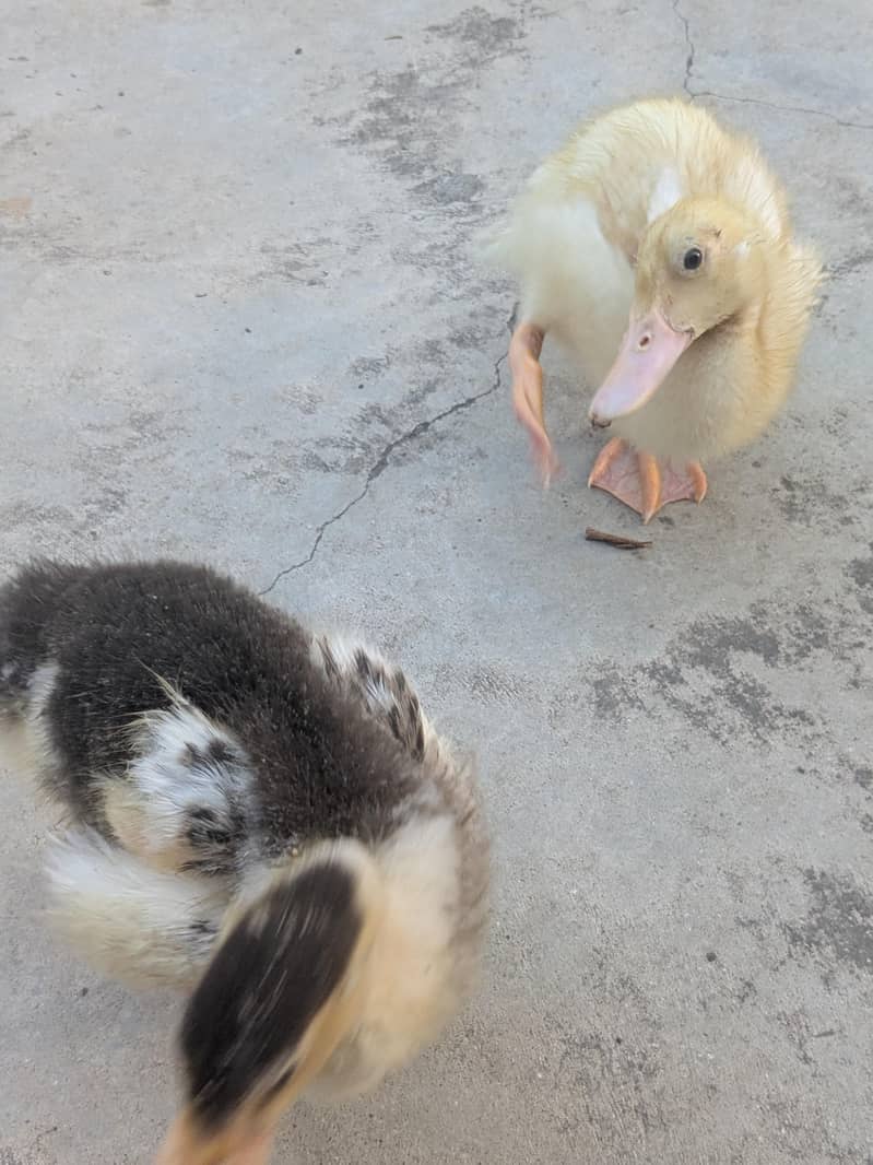 Ducks pair 13