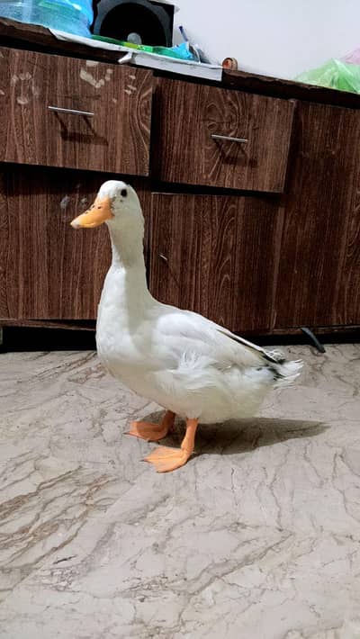 2 male Ducks available