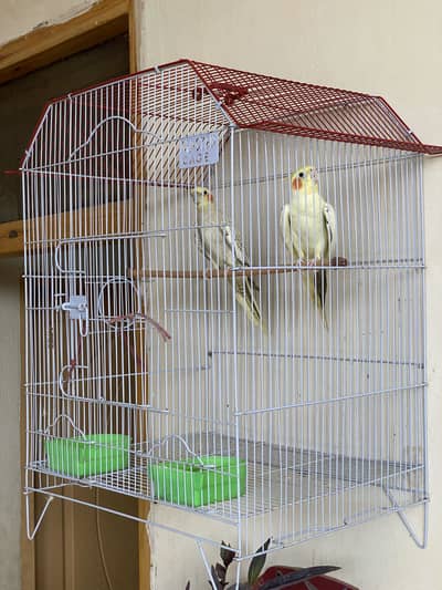 Cocktail Parrots pair along with cage