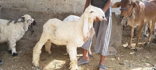 Dumba For Sell Full white