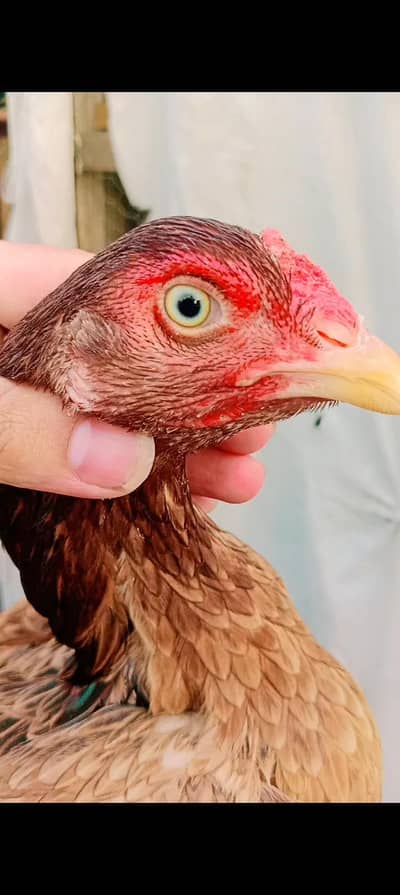 Hai quality aseel female for sale  in gujrat