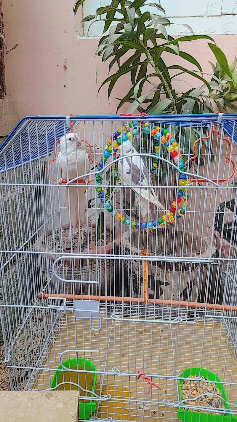 v pide split eno and eno red eyes with cage and box — photo 5