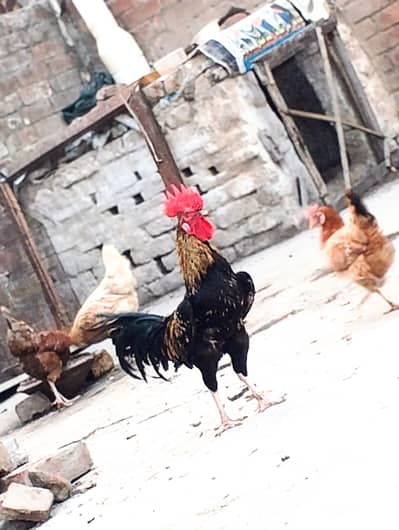 pour dasi murga ghar ka pla howa ha urgent sale