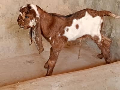 bachy wali bakri