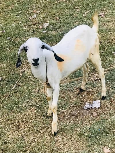 Tedi bakra