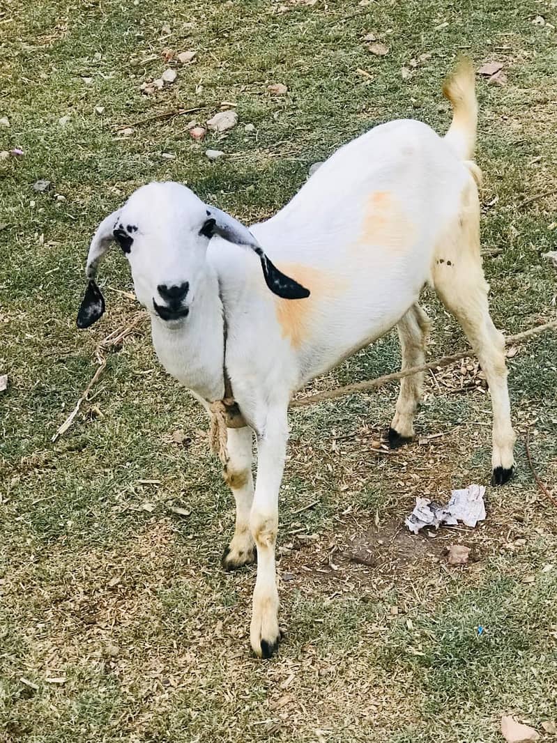 Tedi bakra 0
