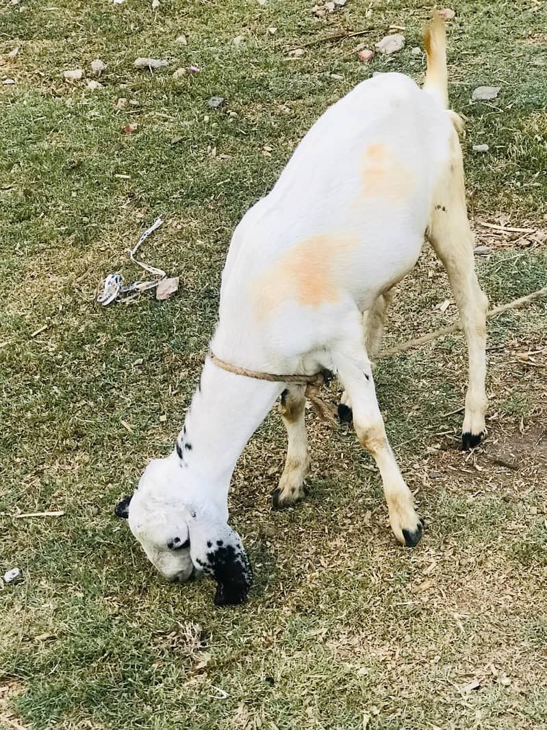 Tedi bakra 1