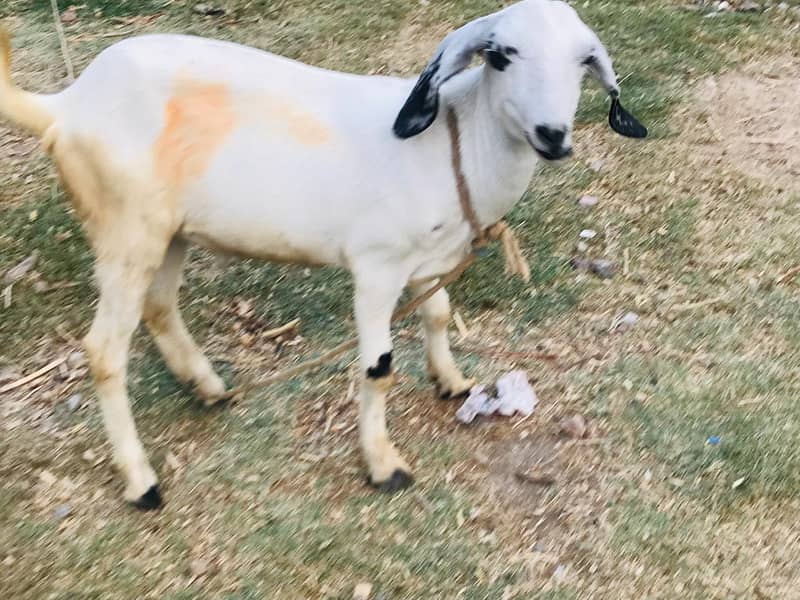 Tedi bakra 2