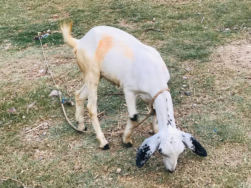Tedi bakra 3