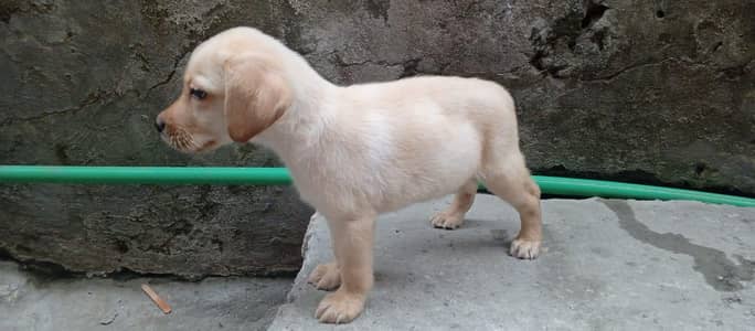 Labrador puppies