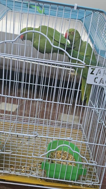 chicken 1
