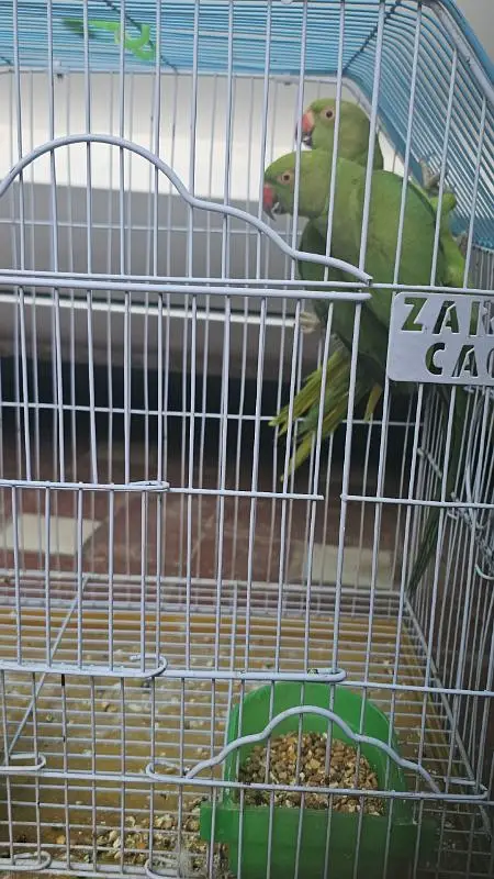 chicken — photo 3