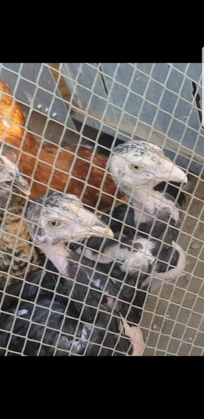 aseel shamo chicks
