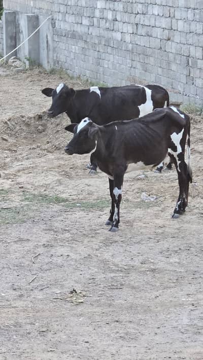 2 wachiya friesian cross