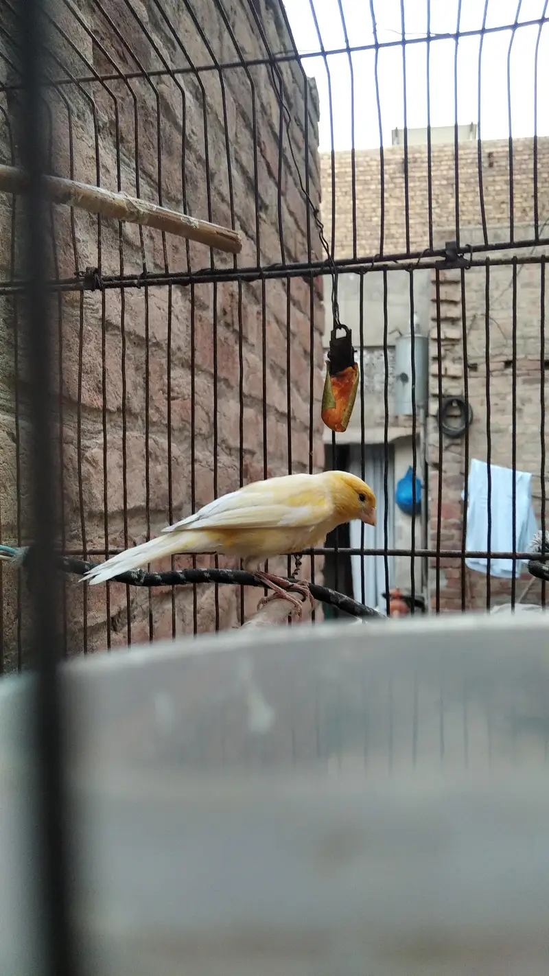 singing male canary