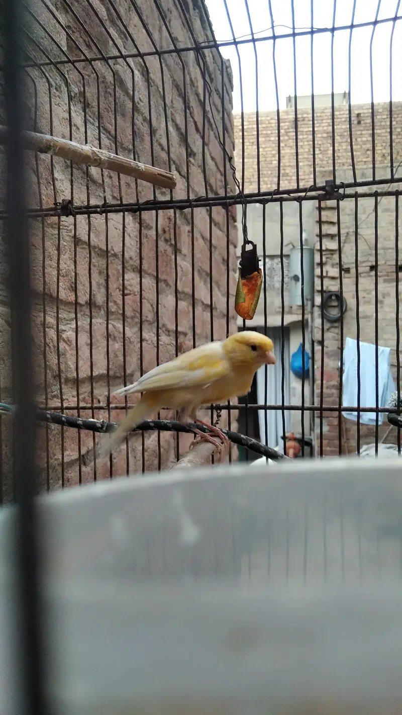 singing male canary — photo 2