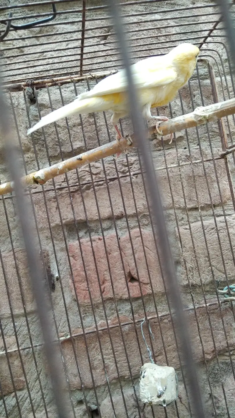 singing male canary — photo 3