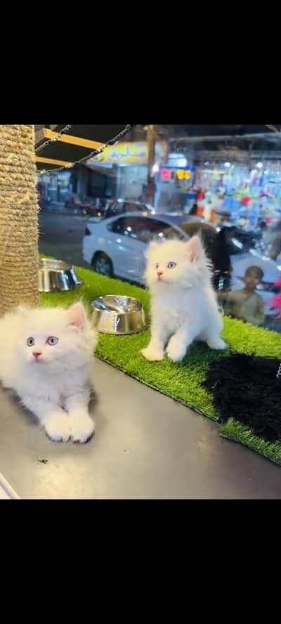 persian cat for sale MywatsapppNumber 0309-37-13-656