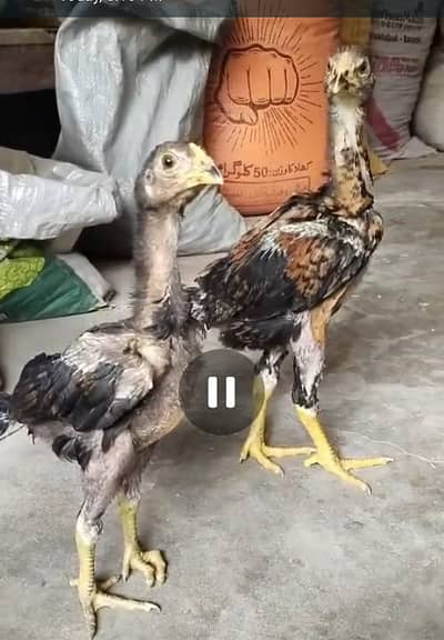 Hens for Sale