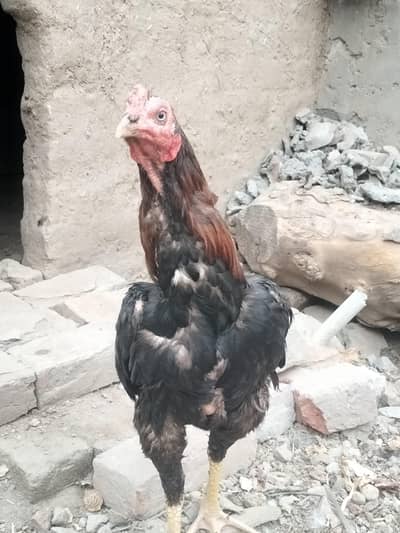 Desi Murgha Aseep