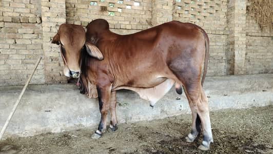 brahman bull