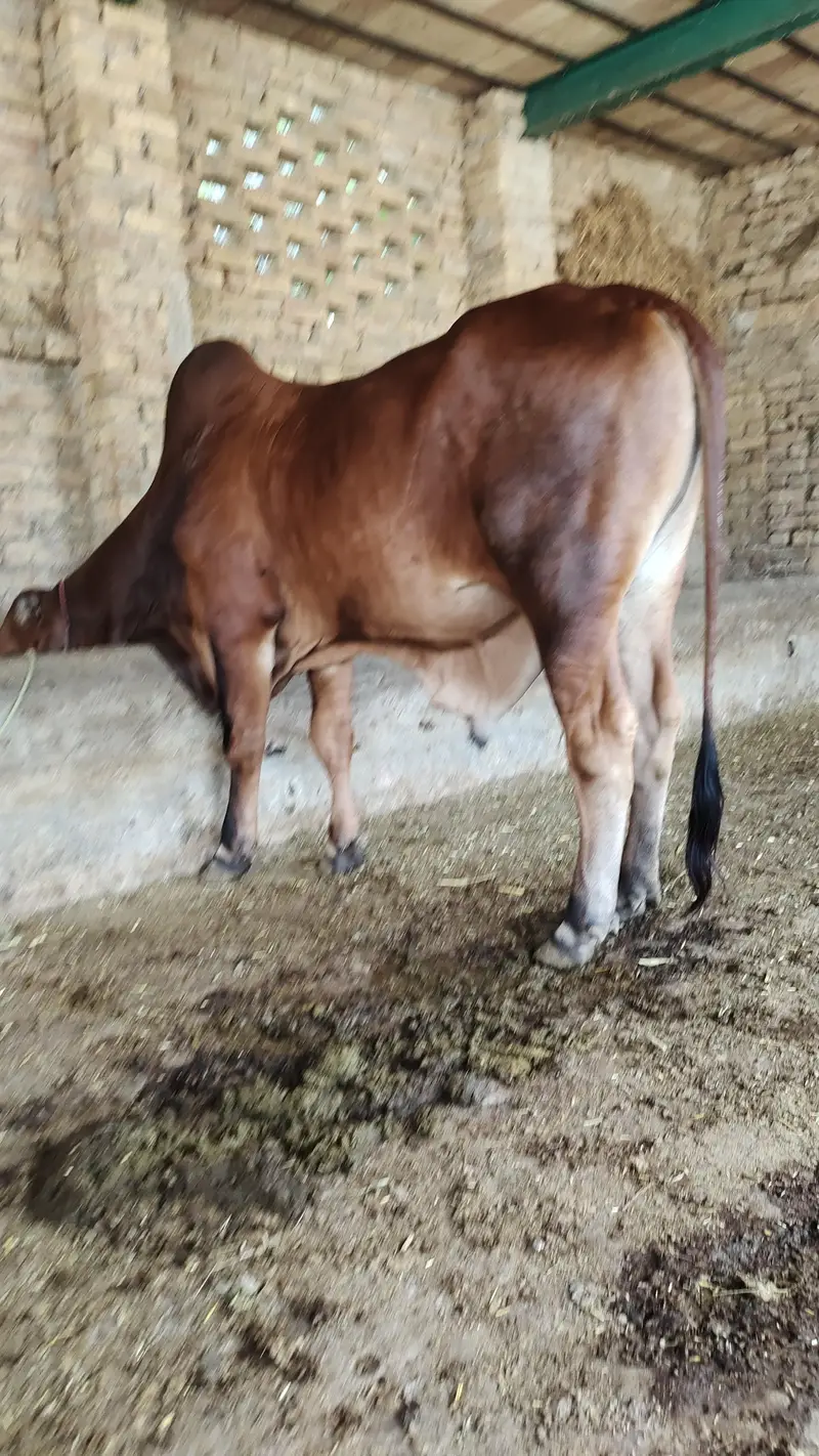 brahman bull — photo 2