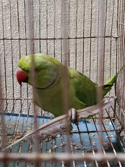 Very beautiful Talking parrot for sale