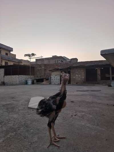 aseel patha for sale