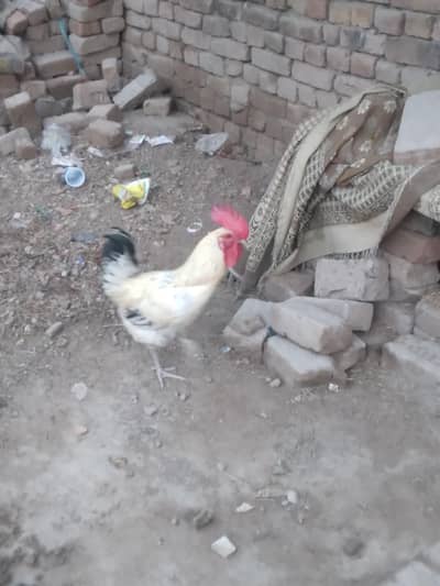 dasi murga or murgi ha ghr ma pali ho  ha anda wale murgi ha