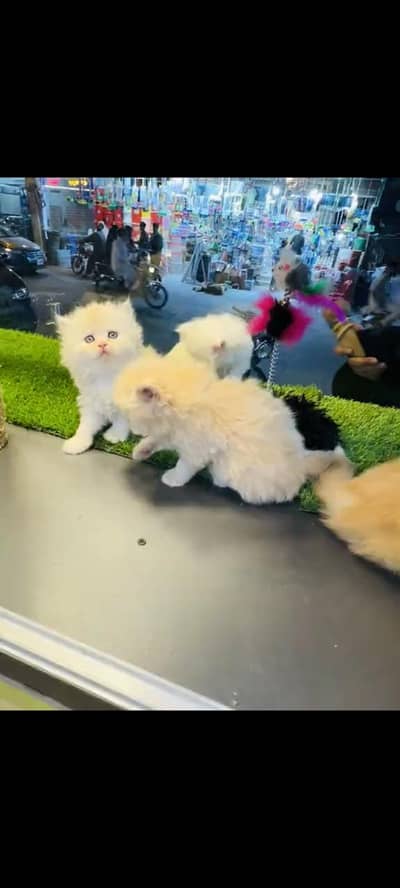 persian cat for sale MywatsapppNumber 0309-37-13-656