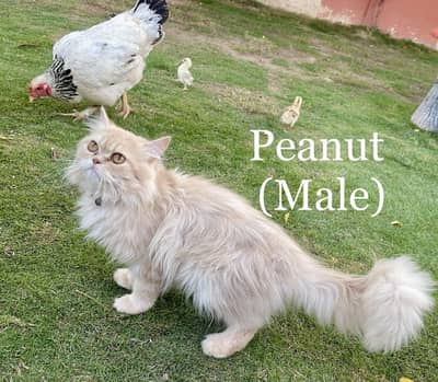 Persian Cats (Double Punch/ Triple Coated)