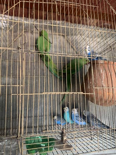 all birds