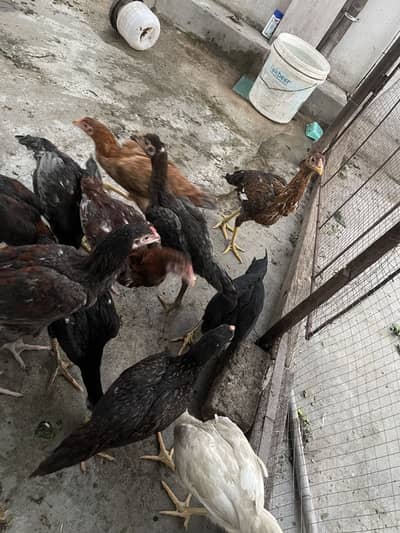 Aseel pathy pathiyan available for sale