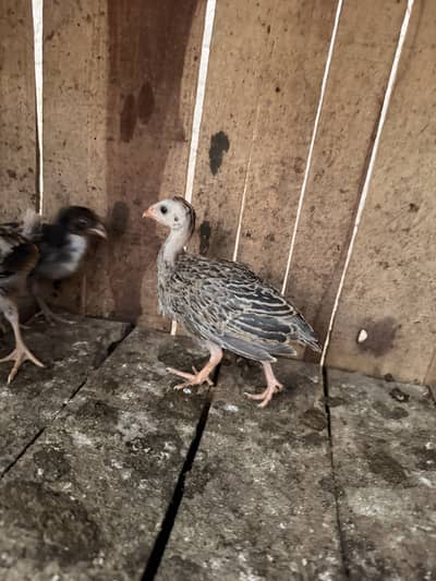 Guinea fowl chakoor chicks and egg for sale