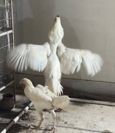 White pair shamo