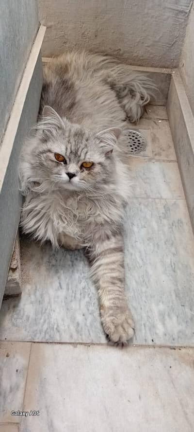 Russian male cate for sale