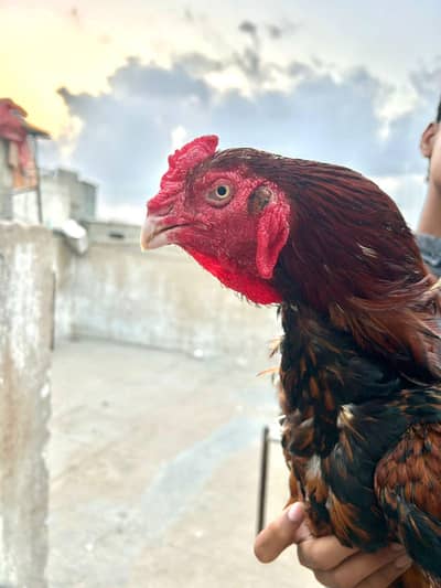 aseem mia wali high quality pair for sale