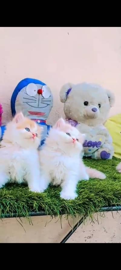 persian cat for sale MywatsapppNumber 0309-37-13-656