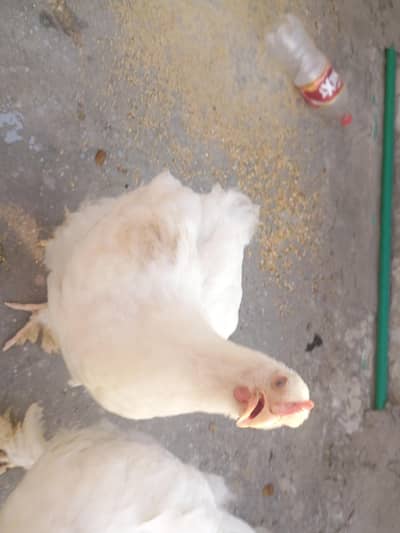 Golden/White Buff