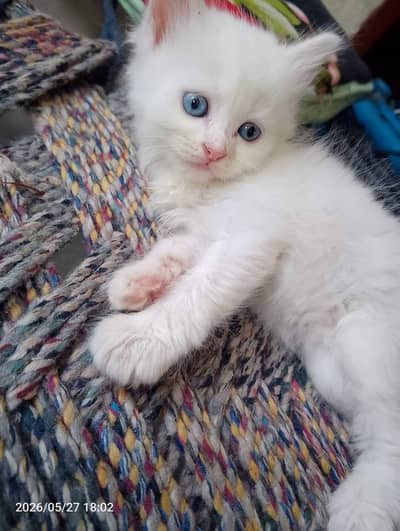 Persian