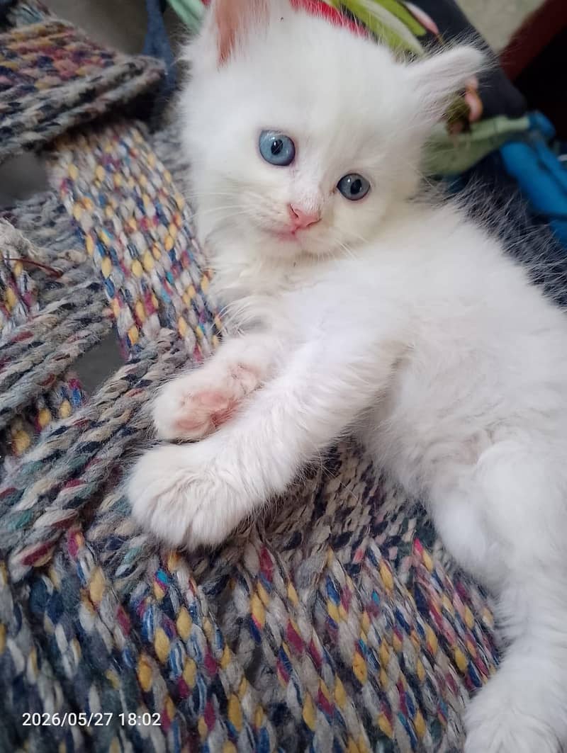 Persian 0