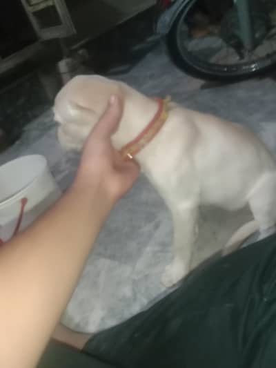 this puppy about are family dog