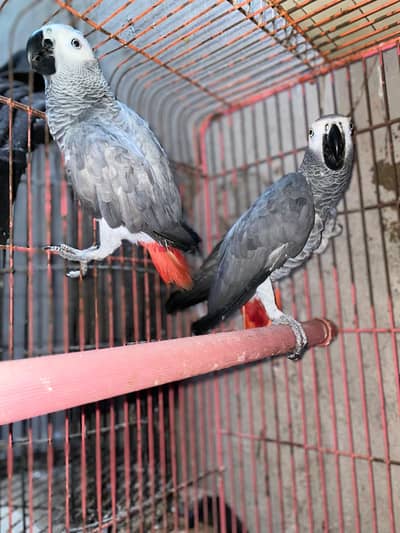 Gray parrot pair nar mamoli sa kubba hai