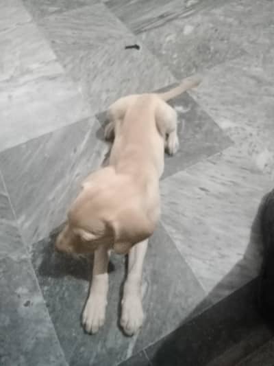 Dogs 